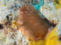 Dendrodoris herytra