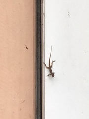 Anolis schwartzi