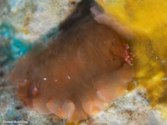 Dendrodoris herytra