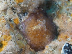 Thysanozoon brocchii