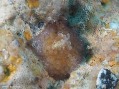 Thysanozoon brocchii