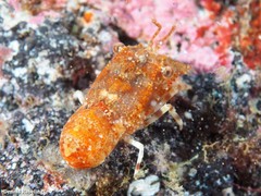 Scyllarus pygmaeus