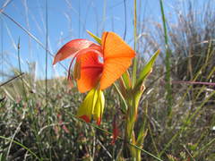 Gladiolus speciosus