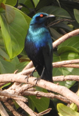 Lamprotornis chalcurus