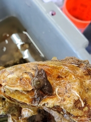Multicrustacea