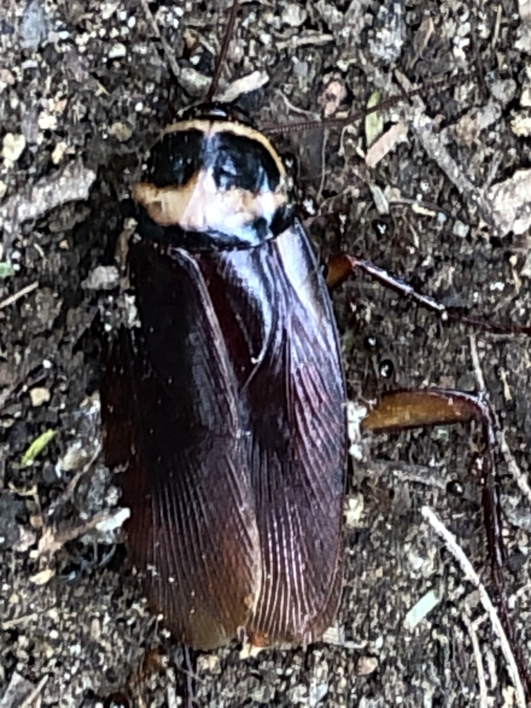 Australian Cockroach from Fort Ashby, Nevis, Saint Kitts and Nevis, KN