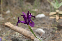 Iris filifolia