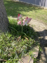 Hippeastrum striatum