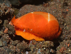 Palmadusta lutea