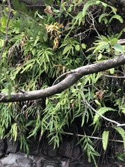 Microsorum scolopendria