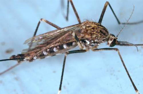 Asian Bush Mosquito photo 4