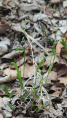 Melica picta