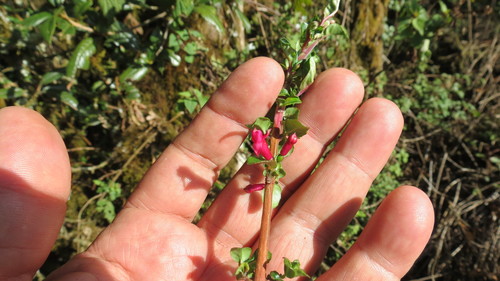 Image of Fuchsia microphylla by (c) Eugenio Padilla, some rights reserved (CC BY-SA)