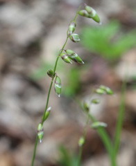 Melica picta