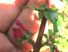 Fuchsia thymifolia