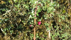 Fuchsia thymifolia
