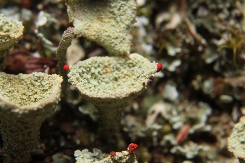 Red-fruited Pixie Cup