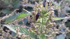 Closterotomus biclavatus
