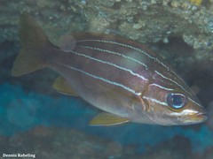 Parapristipoma octolineatum