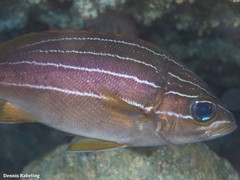 Parapristipoma octolineatum