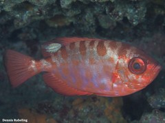 Heteropriacanthus fulgens