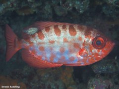 Heteropriacanthus fulgens