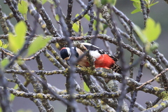 Dendrocopos major hispanus