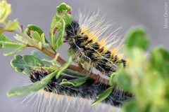 Bombycomorpha bifascia