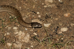 Macroprotodon brevis ibericus