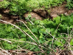 Trillium angustipetalum