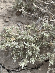 Atriplex corrugata