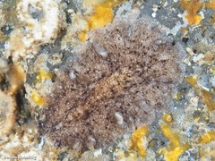 Pericelis cata