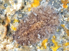 Pericelis cata