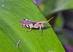 Xenocatantops dirshi