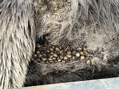 Dermacentor albipictus