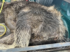 Dermacentor albipictus