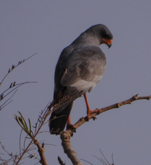 Melierax metabates metabates