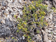 Gymnocarpos decander