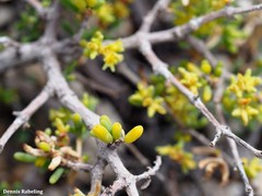 Gymnocarpos decander