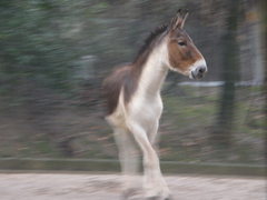 Kiang photo 1