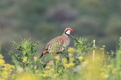 Alectoris rufa intercedens