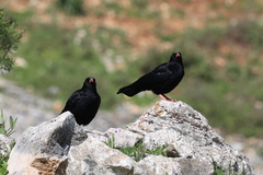 Pyrrhocorax pyrrhocorax erythroramphos