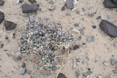 Coryphantha macromeris