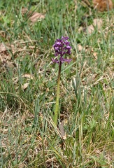 Anacamptis morio