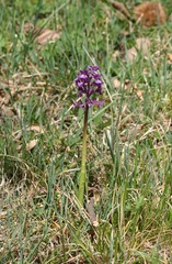 Anacamptis morio