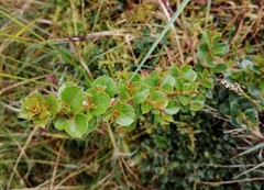 Hesperomeles cuneata