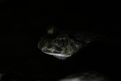 Pelodytes ibericus