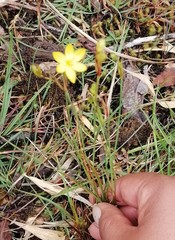 Sisyrinchium jamesonii