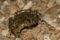 Pelodytes ibericus