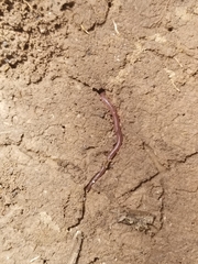 Lumbricus terrestris